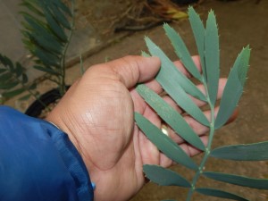 ENCEPHALARTOS NUBIMONTANUS SUPER RARE BLUE SOUTH AFRICAN CYCAD
