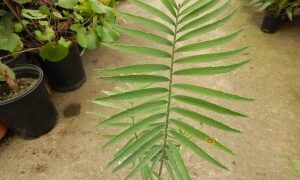 ENCEPHALARTOS PAUCIDENTATUS MEDIUM TO LARGE RARE SOUTH AFRICAN CYCAD