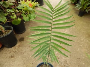 ENCEPHALARTOS PAUCIDENTATUS MEDIUM TO LARGE RARE SOUTH AFRICAN CYCAD