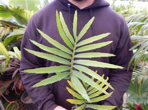 ENCEPHALARTOS PAUCIDENTATUS MEDIUM TO LARGE RARE SOUTH AFRICAN CYCAD