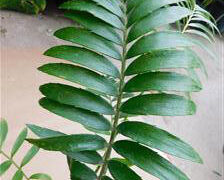 ENCEPHALARTOS TRANSVENOSUS LARGE SOUTH AFRICAN CYCAD SPECIES