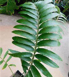 ENCEPHALARTOS TRANSVENOSUS LARGE SOUTH AFRICAN CYCAD SPECIES