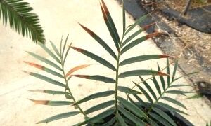 ENCEPHALARTOS TRISPINOSUS BLUE SOUTH AFRICAN CYCAD