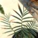 ENCEPHALARTOS TRISPINOSUS BLUE SOUTH AFRICAN CYCAD
