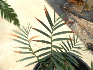 ENCEPHALARTOS TRISPINOSUS BLUE SOUTH AFRICAN CYCAD