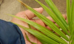 EUTERPE EDULIS THIN, SINGLE TRUNK PINNATE PALM EXOTIC AND TROPICAL APPEARING