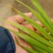 EUTERPE EDULIS THIN, SINGLE TRUNK PINNATE PALM EXOTIC AND TROPICAL APPEARING