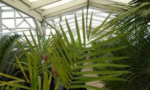 GAUSSIA GOMEZ-POMPAE BIGGER AND TALLER THAN GAUSIA MAYA