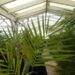 GAUSSIA GOMEZ-POMPAE BIGGER AND TALLER THAN GAUSIA MAYA