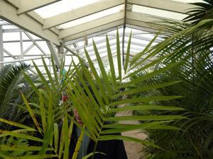 GAUSSIA GOMEZ-POMPAE BIGGER AND TALLER THAN GAUSIA MAYA