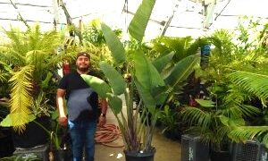 STRELITZIA NICOLAI THE GIANT BIRD OF PARADISE