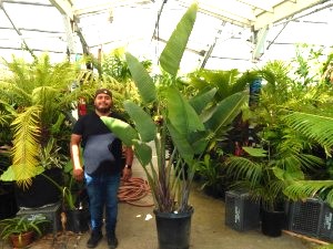 STRELITZIA NICOLAI THE GIANT BIRD OF PARADISE