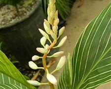 PINSTRIPE GINGER DWARF GINGER WITH WHITE ON GREEN STRIPED LEAVES
