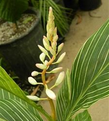 PINSTRIPE GINGER DWARF GINGER WITH WHITE ON GREEN STRIPED LEAVES
