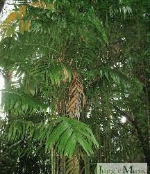 Areca triandra