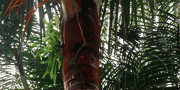 DYPSIS LASTELLIANA THE RED NECK PALM