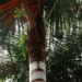 DYPSIS LASTELLIANA THE RED NECK PALM