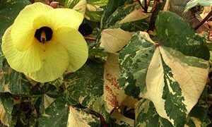 TWO VARIEGATED HIBISCUS ONE WITH RED FLOWERS, ONE WITH YELLOW