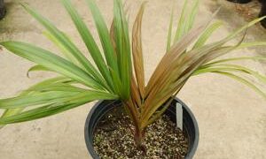 KENTIOPSIS PYRIFORMIS SUPER RARE SINGLE TRUNK PINNATE PALM