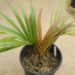 KENTIOPSIS PYRIFORMIS SUPER RARE SINGLE TRUNK PINNATE PALM
