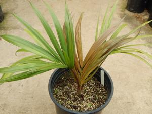 KENTIOPSIS PYRIFORMIS SUPER RARE SINGLE TRUNK PINNATE PALM