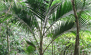 KENTIOPSIS PYRIFORMIS SUPER RARE SINGLE TRUNK PINNATE PALM