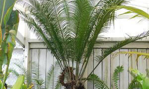 LEPIDOZAMIA PEROFFSKYANA A “USER FRIENDLY” LARGE CYCAD
