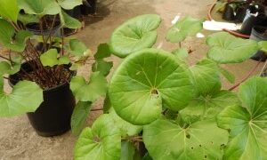 LIGULARIA TUSSILANGINEA – AKA FARUGIUM TUSSILANGINEALILY-LIKE, FLAT GREEN LEAVES