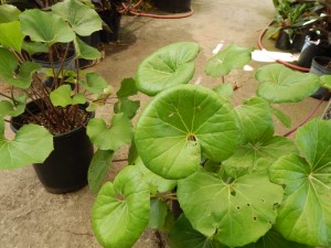 LIGULARIA TUSSILANGINEA – AKA FARUGIUM TUSSILANGINEALILY-LIKE, FLAT GREEN LEAVES