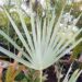 LIVISTONA LANUGINOSA THE CAPE RIVER LIVISTONA –THE WOOLY LIVISTONA