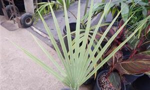 LIVISTONA LANUGINOSA THE WOOLY LIVISTONA