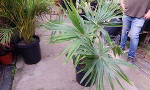 LIVISTONA SARIBUS LARGE, DARK & HOOKED SPINES