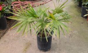 LIVISTONA SPECIES THESE ARE FAN PALMS – MANY WITH GOOD COLD TOLERANCE