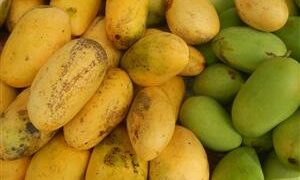 MANGO CARABOA A SUPER DESIRABLE PHILIPPINE MANGO