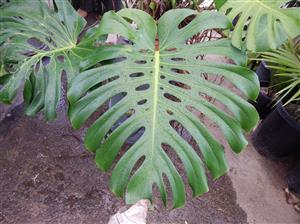 MONSTERA DELICIOSA THE SPLIT LEAF OR SWISS CHEESE PHILODENDRON