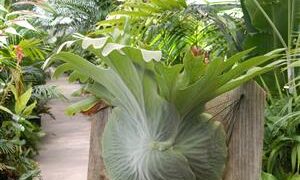 THE MOOSEHORN FERN PLATYCERIUM SUPERBUM