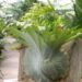 THE MOOSEHORN FERN PLATYCERIUM SUPERBUM