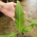 MUSA MEKONG GIANT TALLER, EDIBLE & FRUITING BANANA WITH COLD HARDINESS