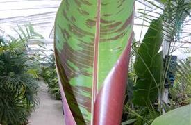 MUSA ZEBRINA AKA MUSA ACUMINATA ZERBRINA A NON-FRUITING ORNAMENTAL BANANA