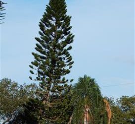 ARAUCARIA HETEROPHYLLA THE NORFOLK ISLAND PINE OR STAR PINE