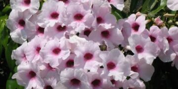 PANDOREA JASMINOIDES “ROSEA” CLIMBING VINE, COLD HARDY, EVERGREEN, LARGE FLOWERS