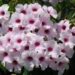 PANDOREA JASMINOIDES “ROSEA” CLIMBING VINE, COLD HARDY, EVERGREEN, LARGE FLOWERS