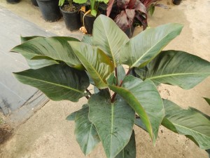 PHILODENDRON RED CONGO AKA “CONGO ROJO”
