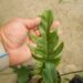 PHILODENDRON XANADU EXOTIC COMPANION PLANT