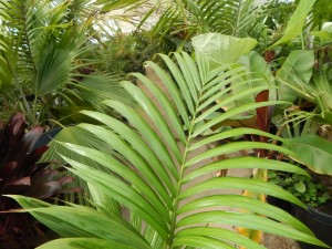 PRESTOEA MONTANA AKA PRESTOEA ACUMINATA VAR. MONTANA 
