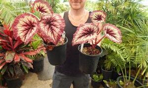 REX BEGONIA – FIRE WOMAN UNUSUAL MULTI-COLORED LEAVES