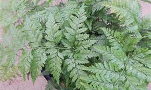 RABITTS FOOT FERN DAVALIA FEJEENSIS