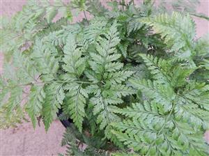 RABITTS FOOT FERN DAVALIA FEJEENSIS