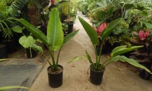 THE TRAVELER PALM RAVENALA MADAGASCARENSIS BANANA APPEARING TREE IN ONE PLANE