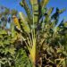 THE TRAVELER PALM RAVENALA MADAGASCARENSIS